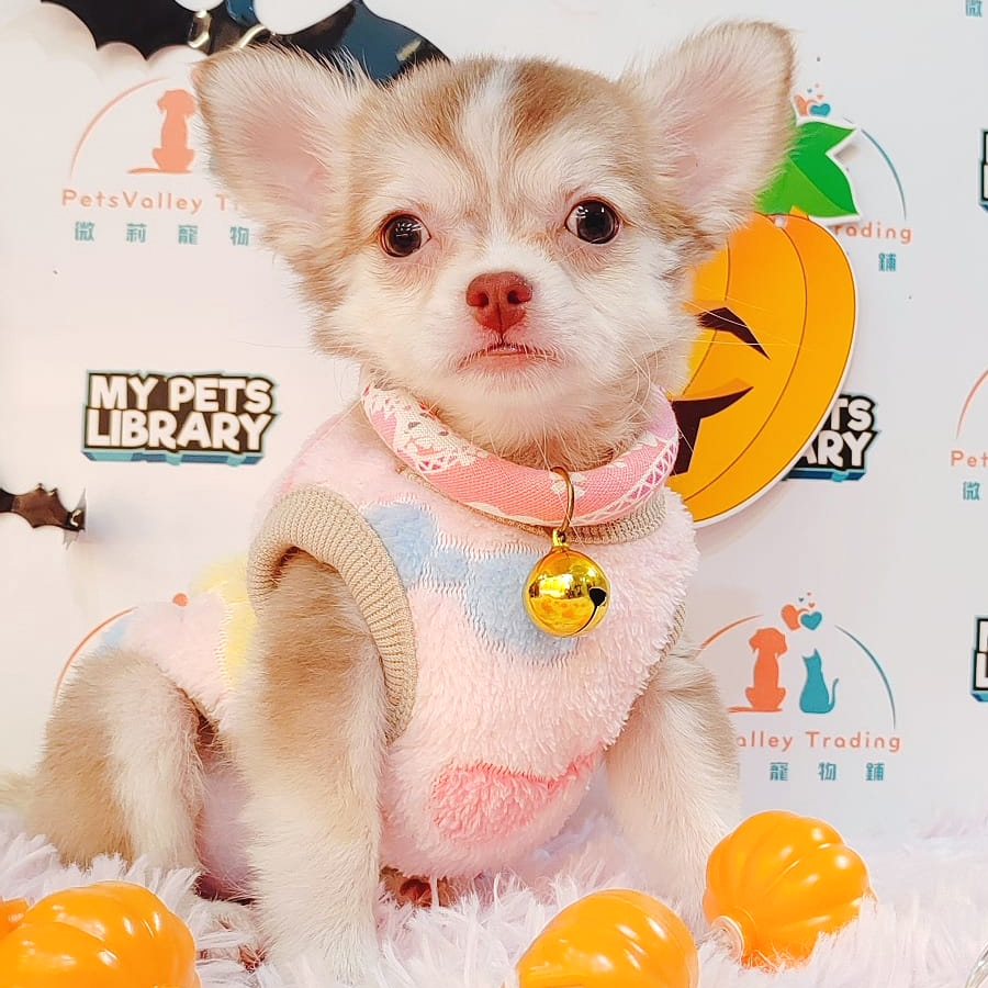 Chihuahua Puppy (Female) For Sale
