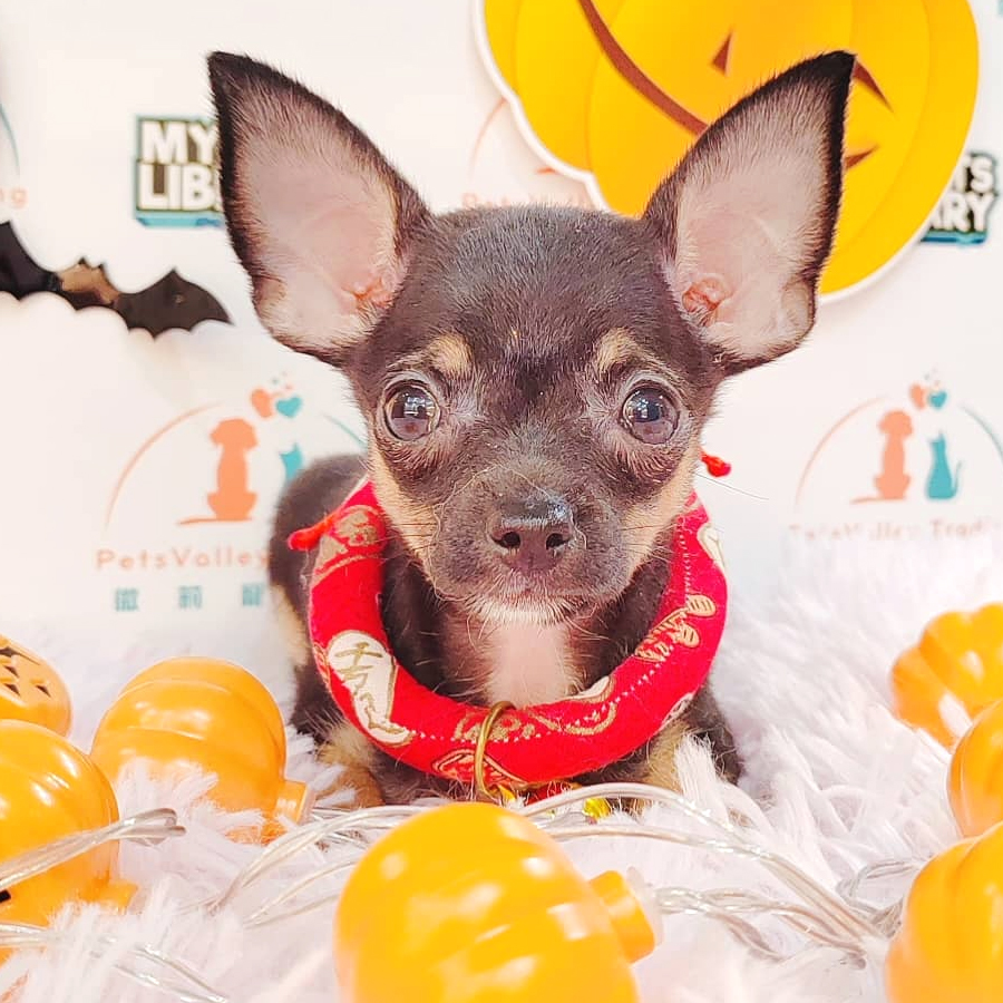 Chihuahua Puppy (Female) For Sale
