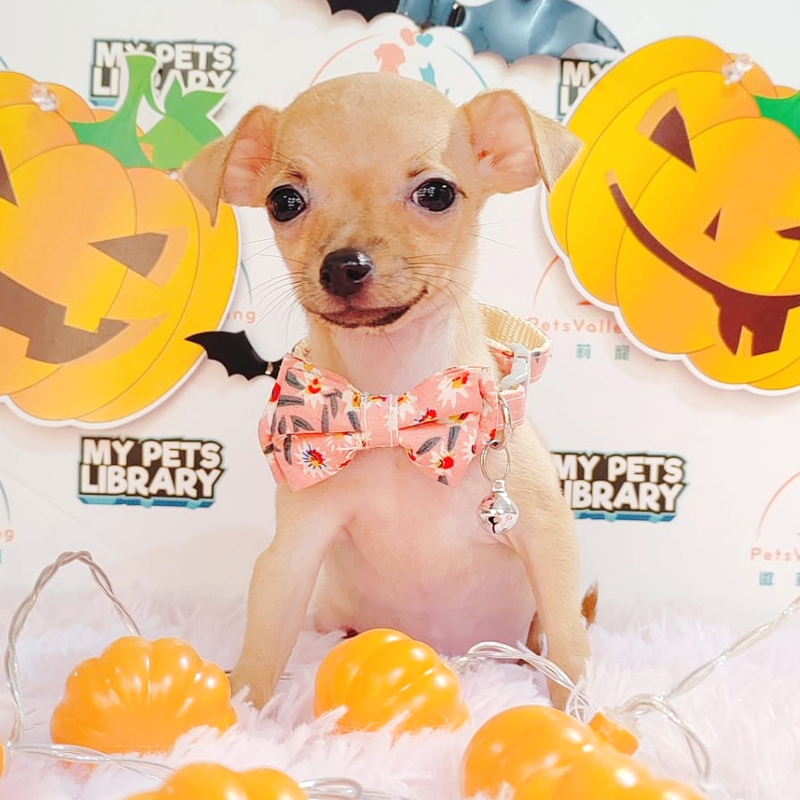 Chihuahua Puppy (Female) For Sale