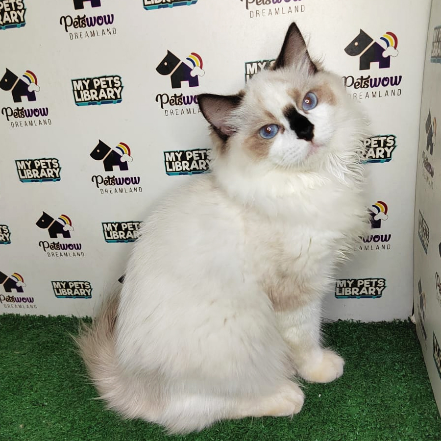 Ragdoll Kitten (Male) For Sale