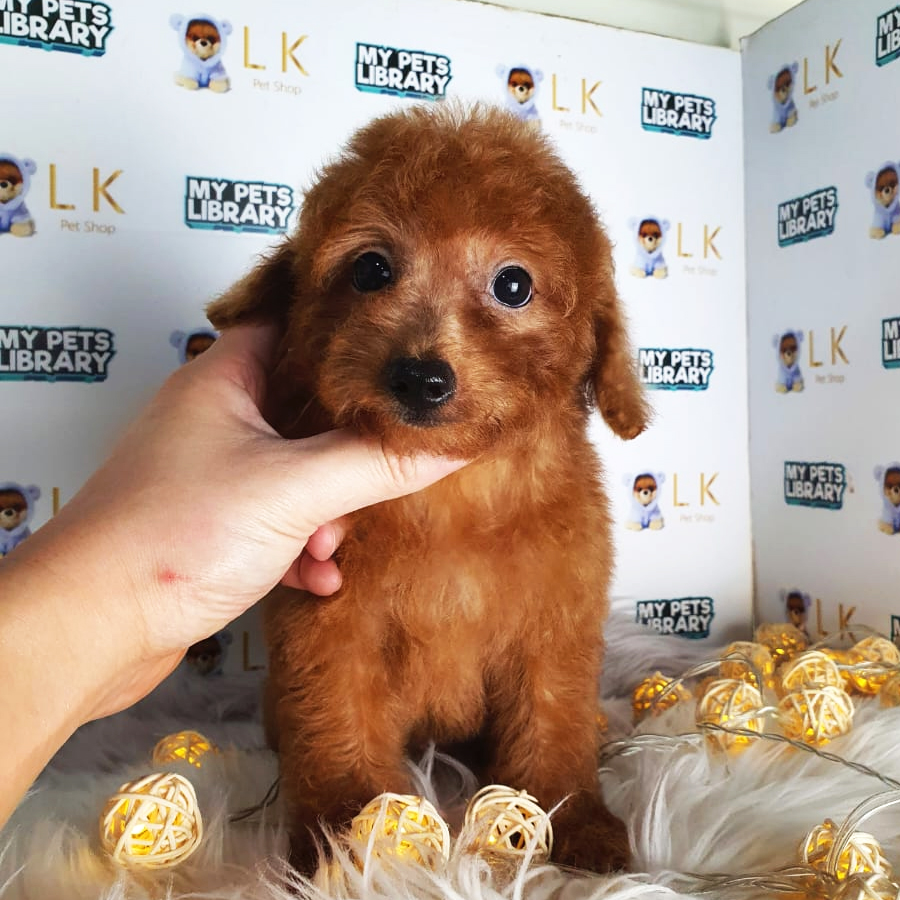 Toy Poodle Puppy (Female) For Sale