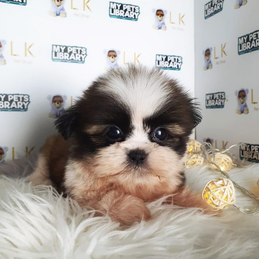 Shih Tzu Puppy (Male) For Sale