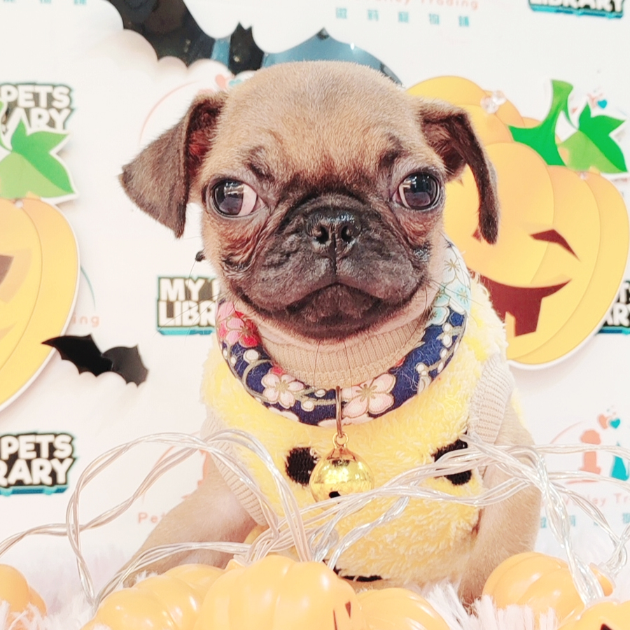 Pug Puppy (Male) For Sale