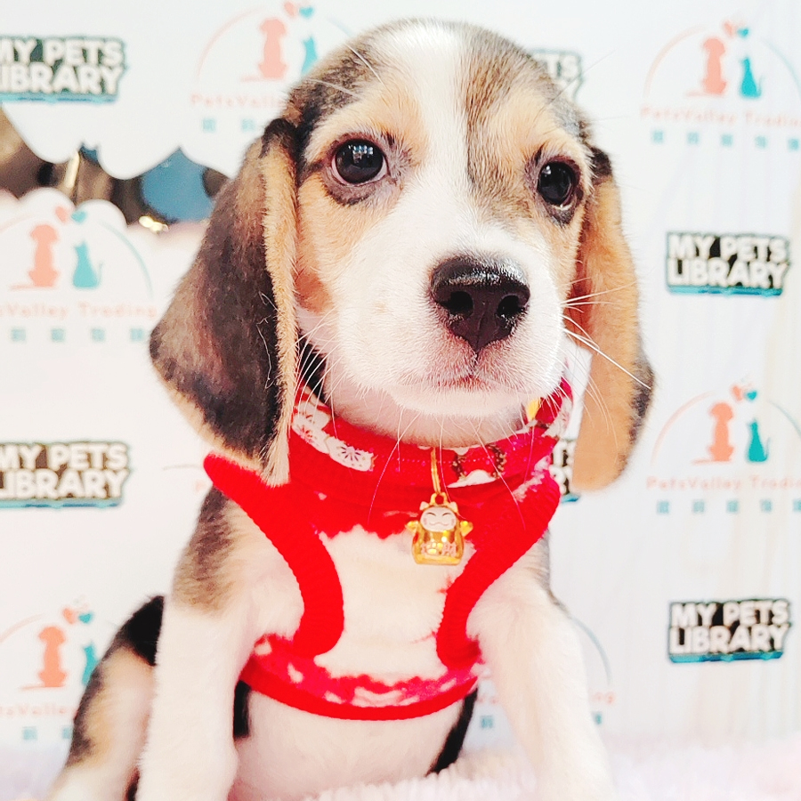 Beagle Puppy (Male) For Sale