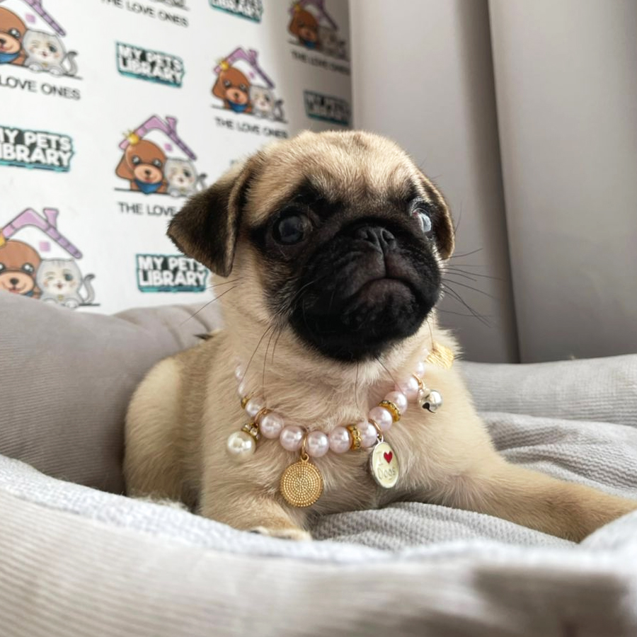 Pug Puppy (Female) For Sale