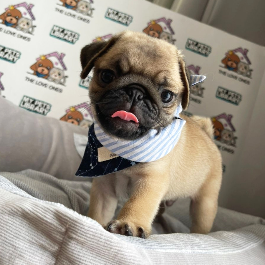Pug Puppy (Male) For Sale