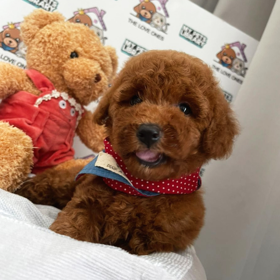 MKA Toy Poodle Puppy (Male) For Sale
