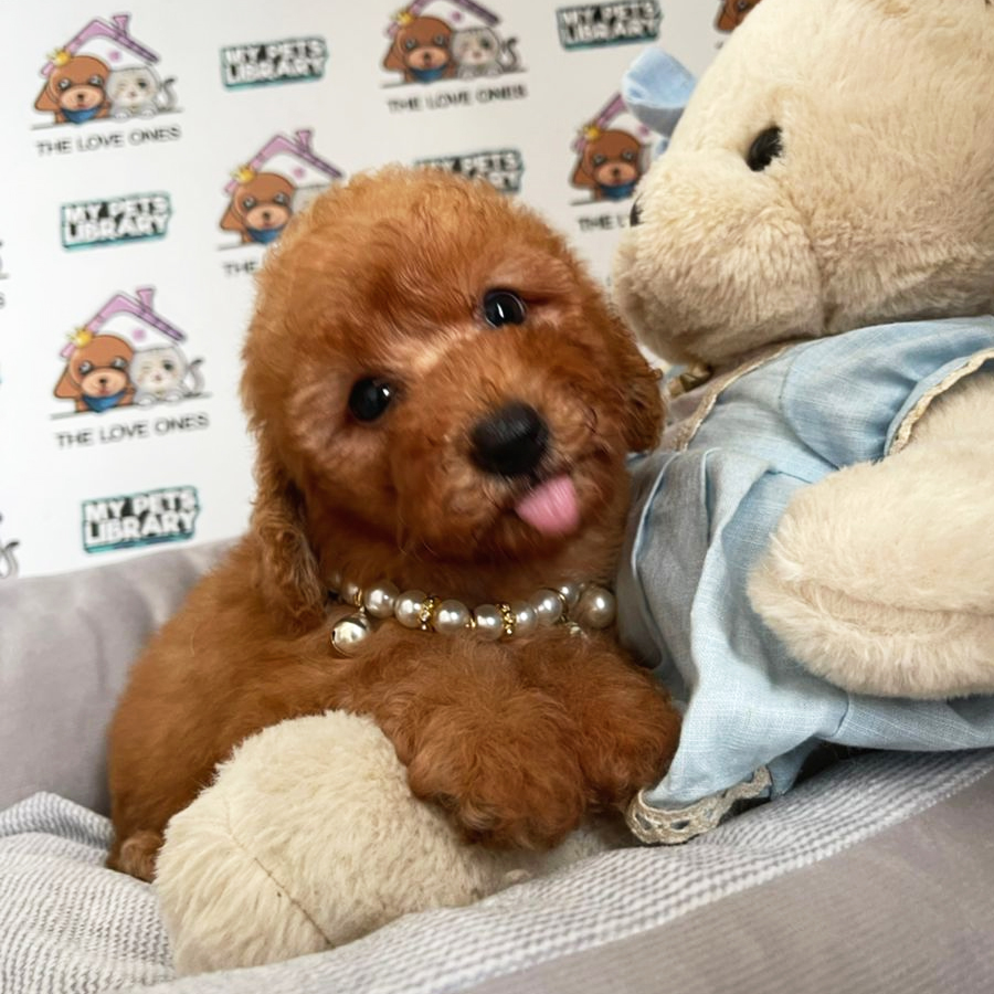 MKA Toy Poodle Puppy (Female) For Sale