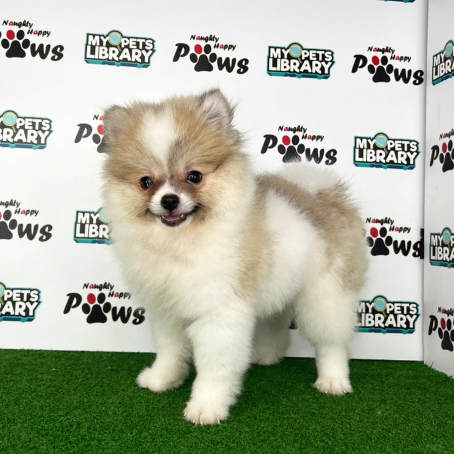 Pomeranian Puppy (Male) For Sale