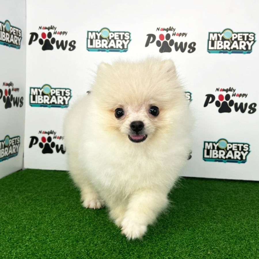 Pomeranian Puppy (Female) For Sale