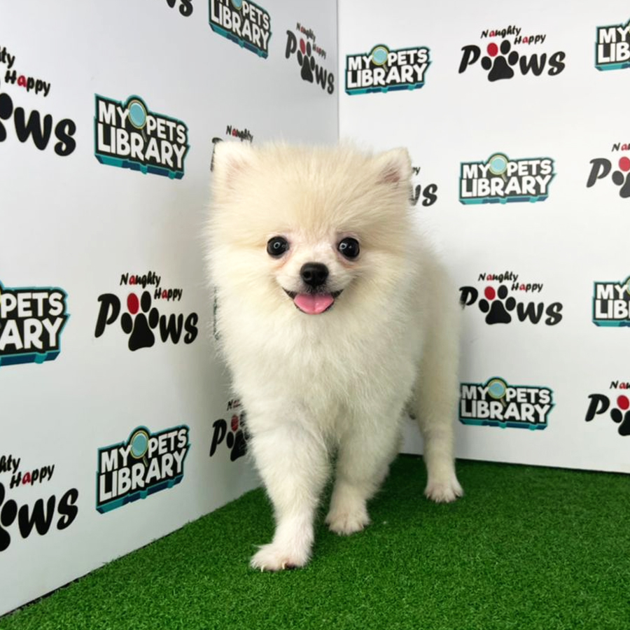 Pomeranian Puppy (Female) For Sale