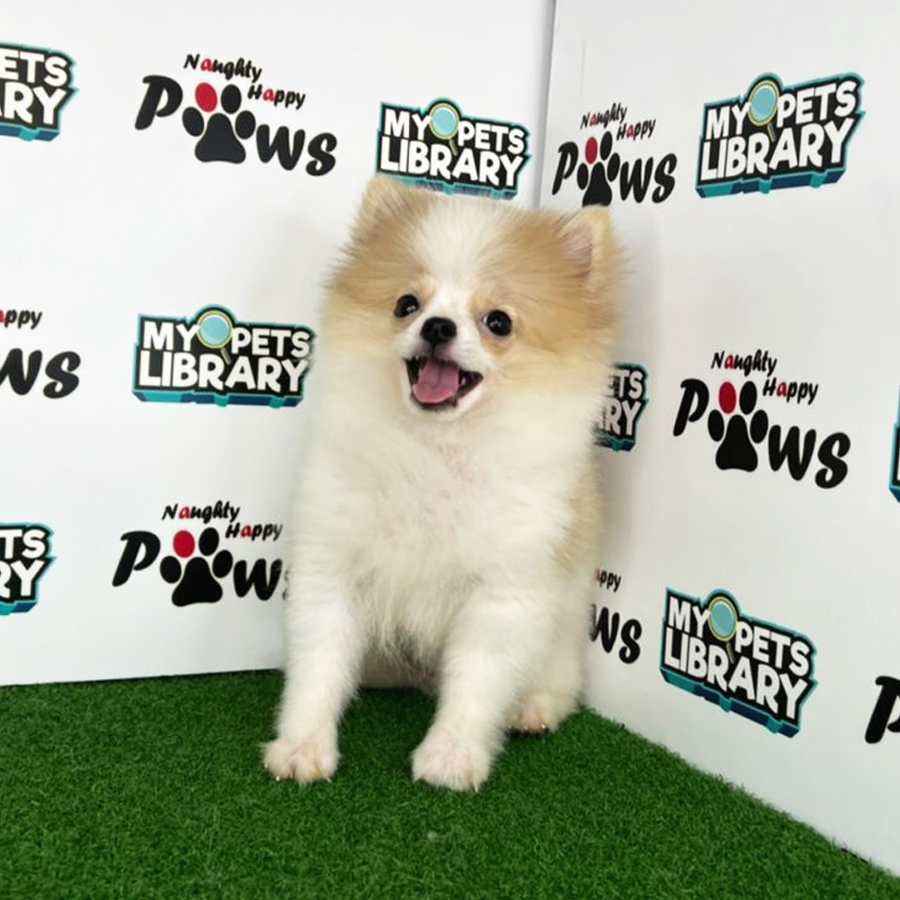 Pomeranian Puppy (Female) For Sale