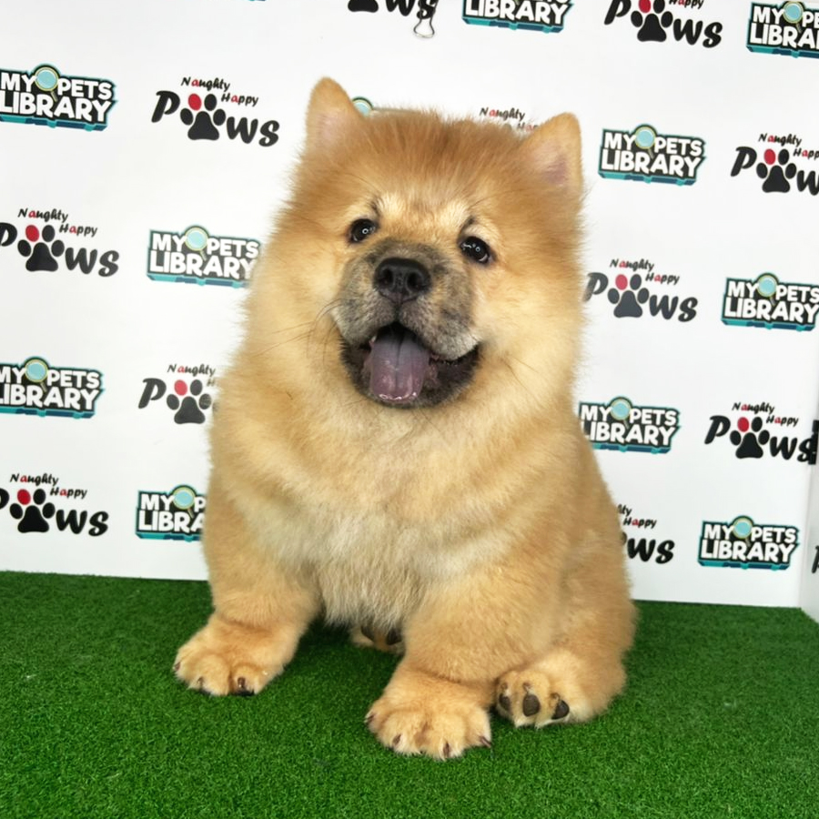 Chow Chow Puppy (Male) For Sale