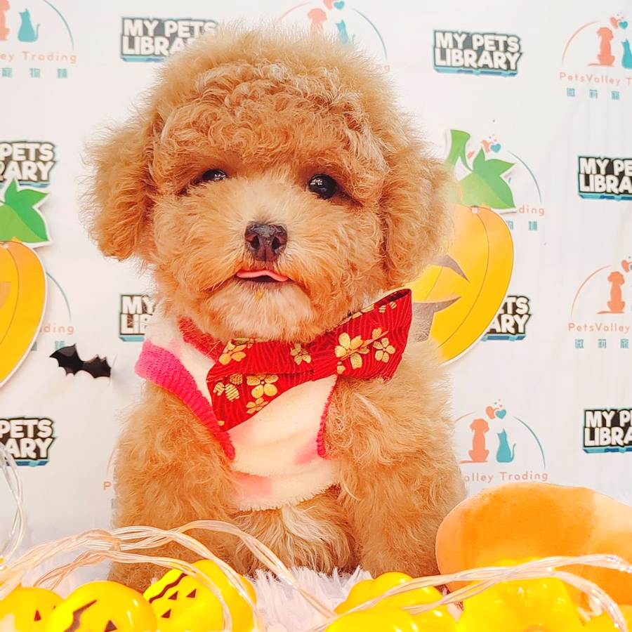 Toy Poodle Puppy (Male) For Sale