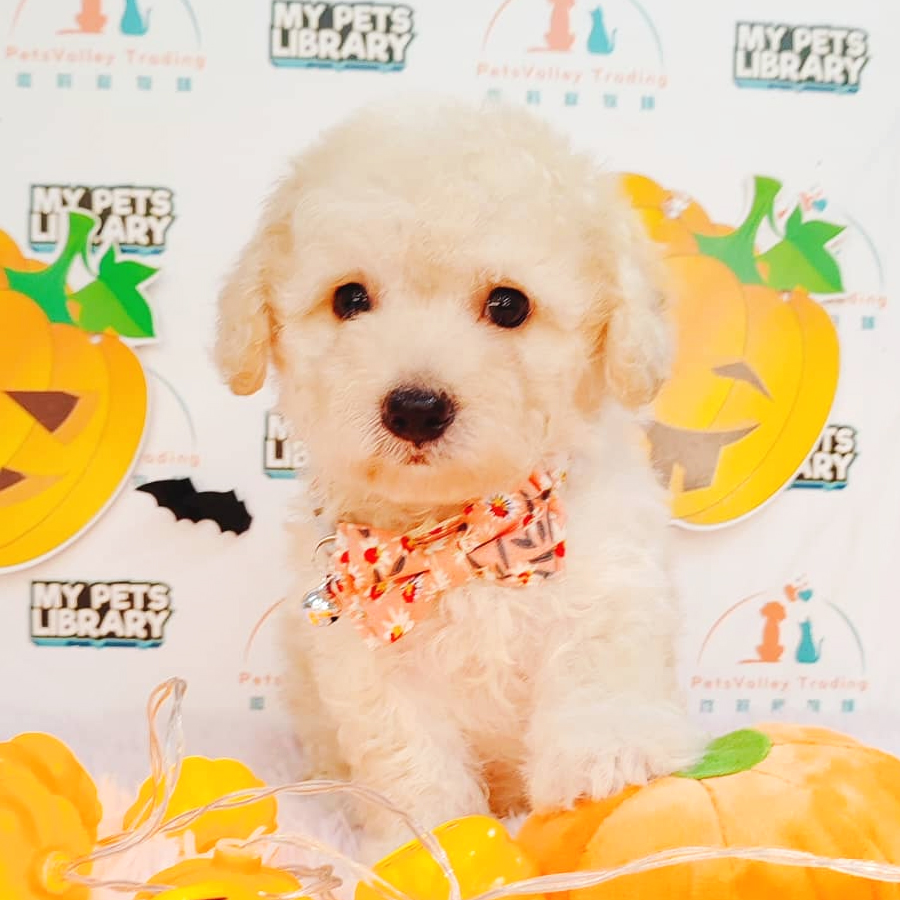 Maltipoo Puppy (Female) For Sale