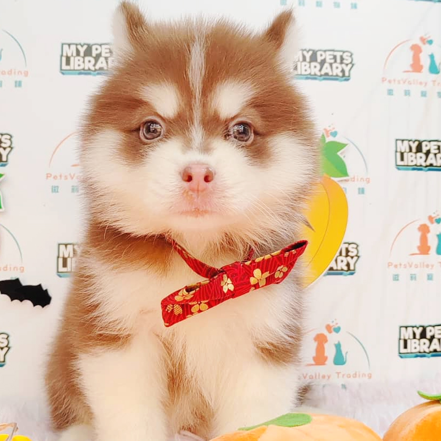 Pomsky Puppy (Female) For Sale