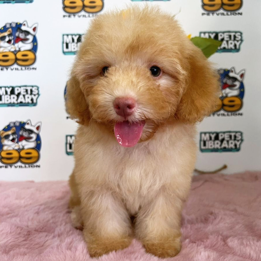Toy Poodle Puppy (Female) For Sale