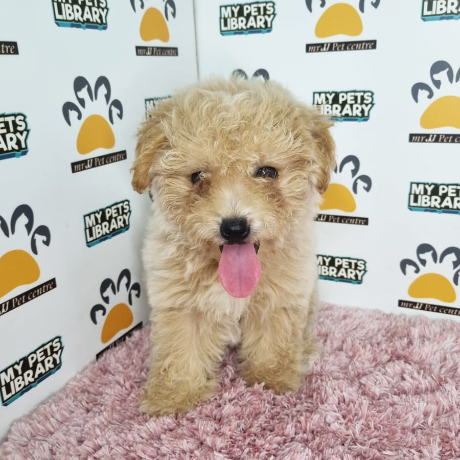 Maltipoo Puppy (Female) For Sale