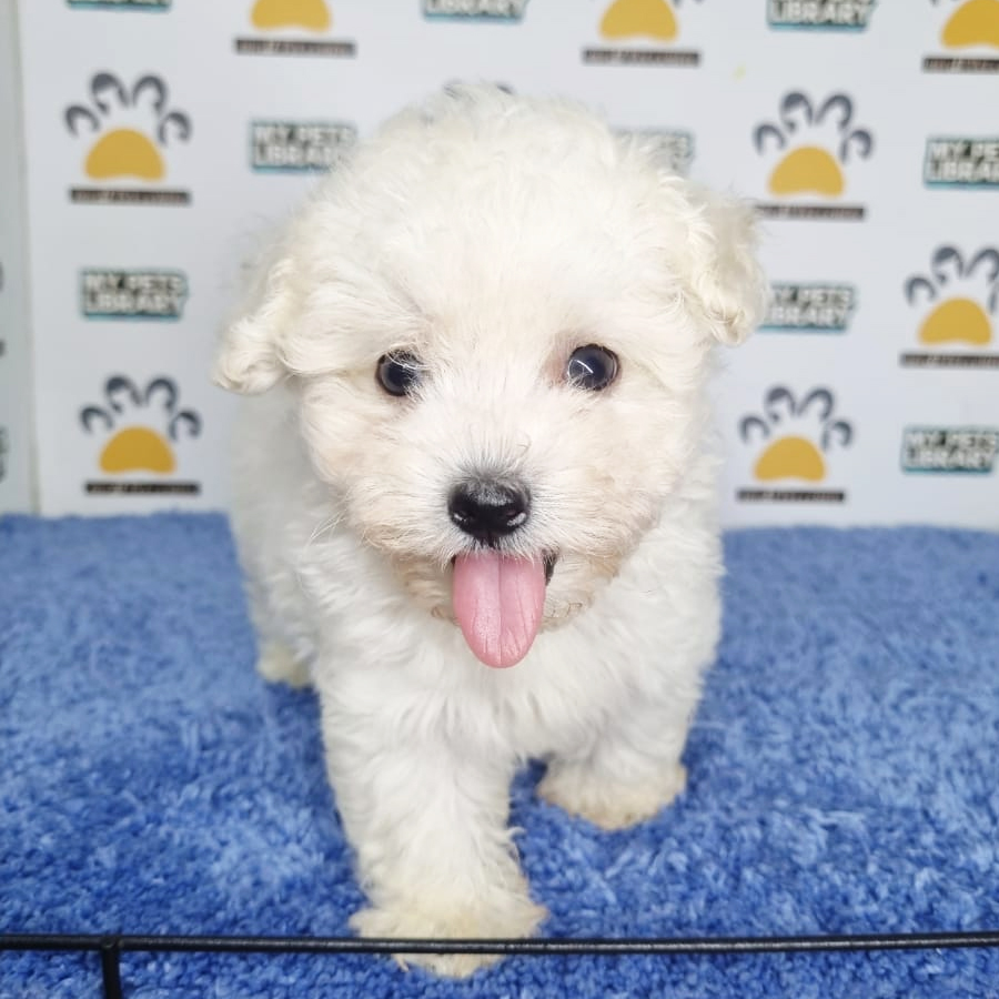 Toy Poodle Puppy (Male) For Sale