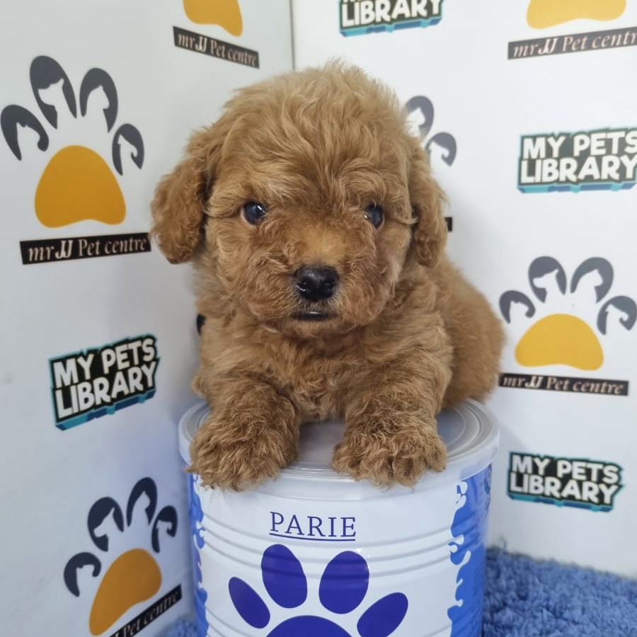 Toy Poodle Puppy (Male) For Sale