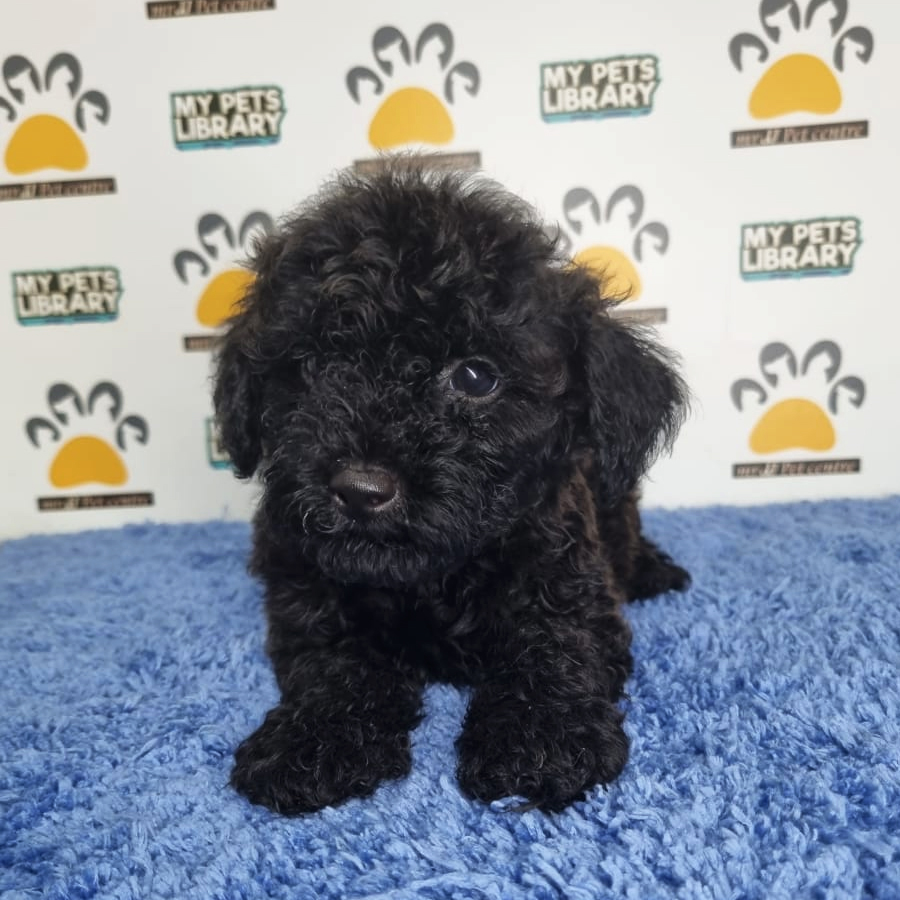 Toy Poodle Puppy (Male) For Sale