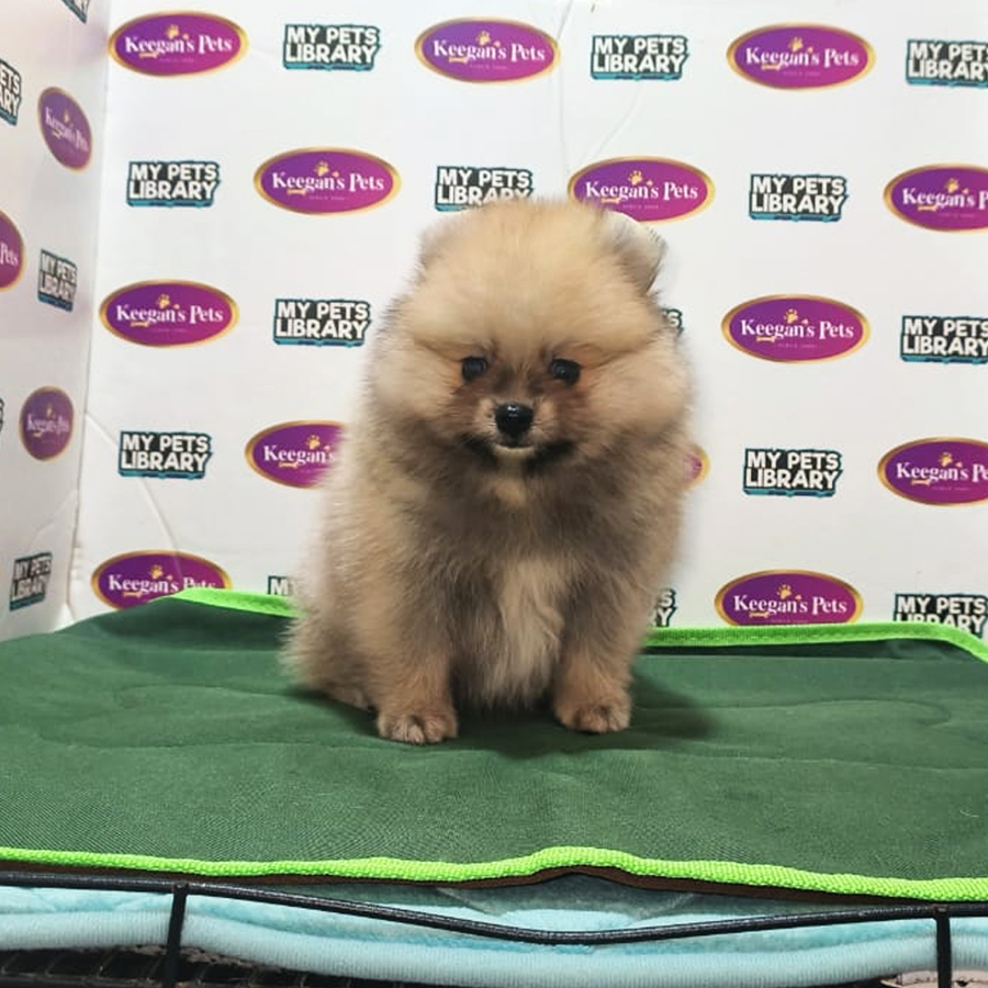MKA Pomeranian Puppy (Male) For Sale