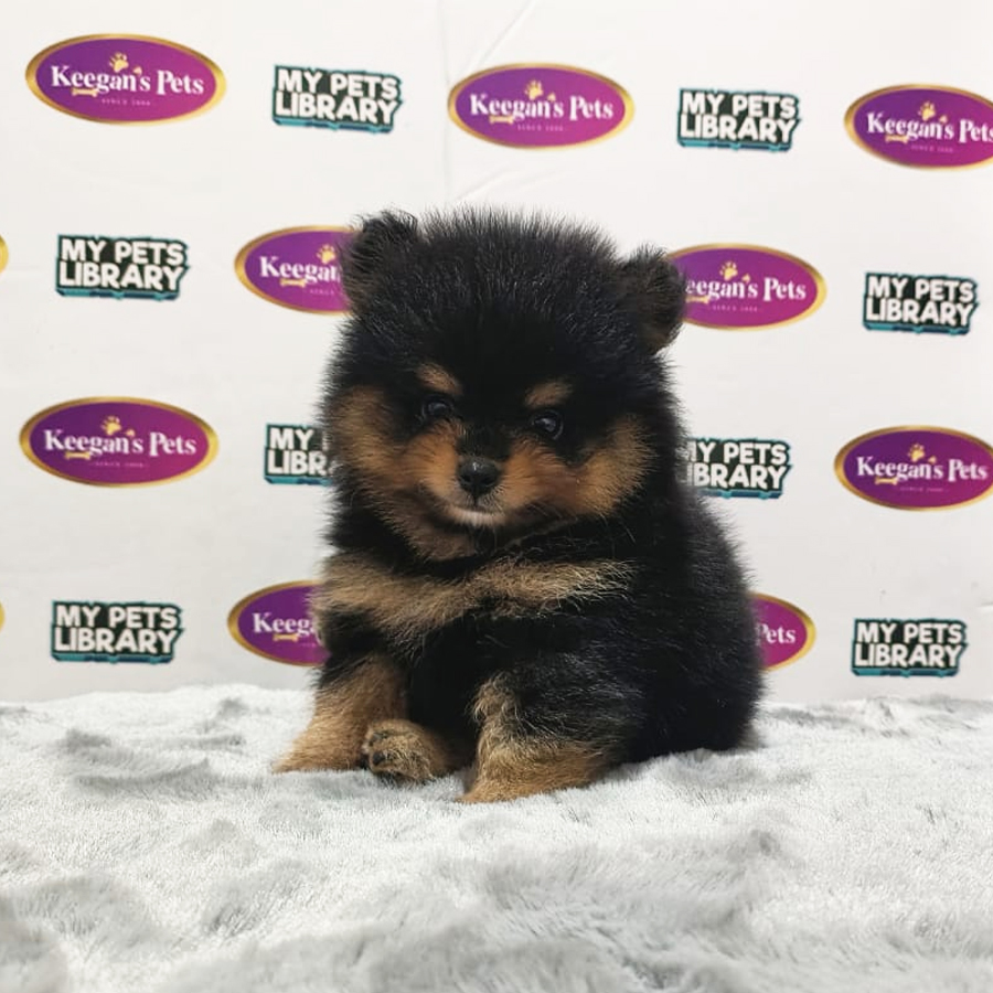 MKA Pomeranian Puppy (Male) For Sale