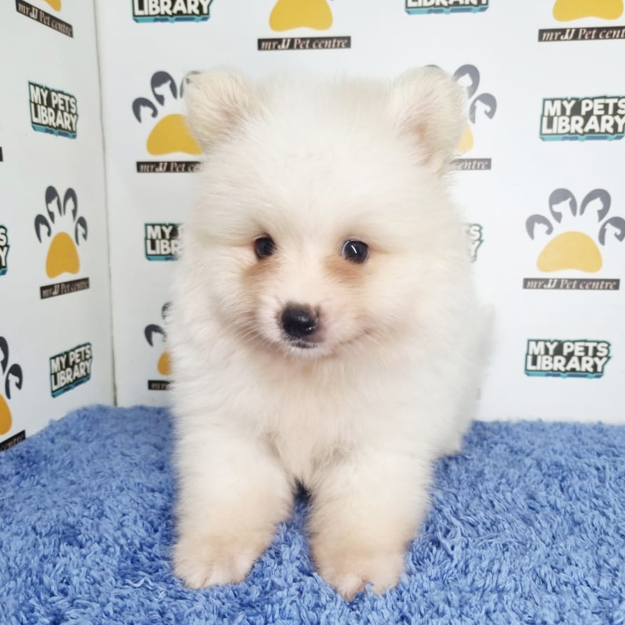 Pomeranian Puppy (Male) For Sale