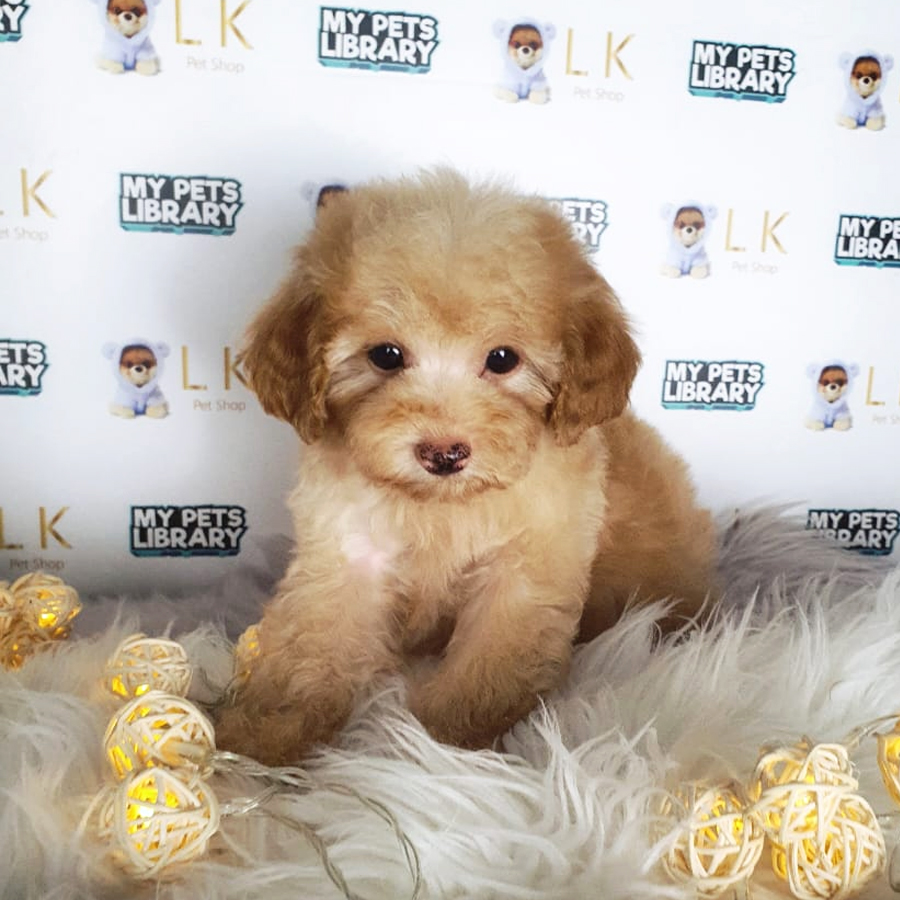 Toy Poodle Puppy (Male) For Sale