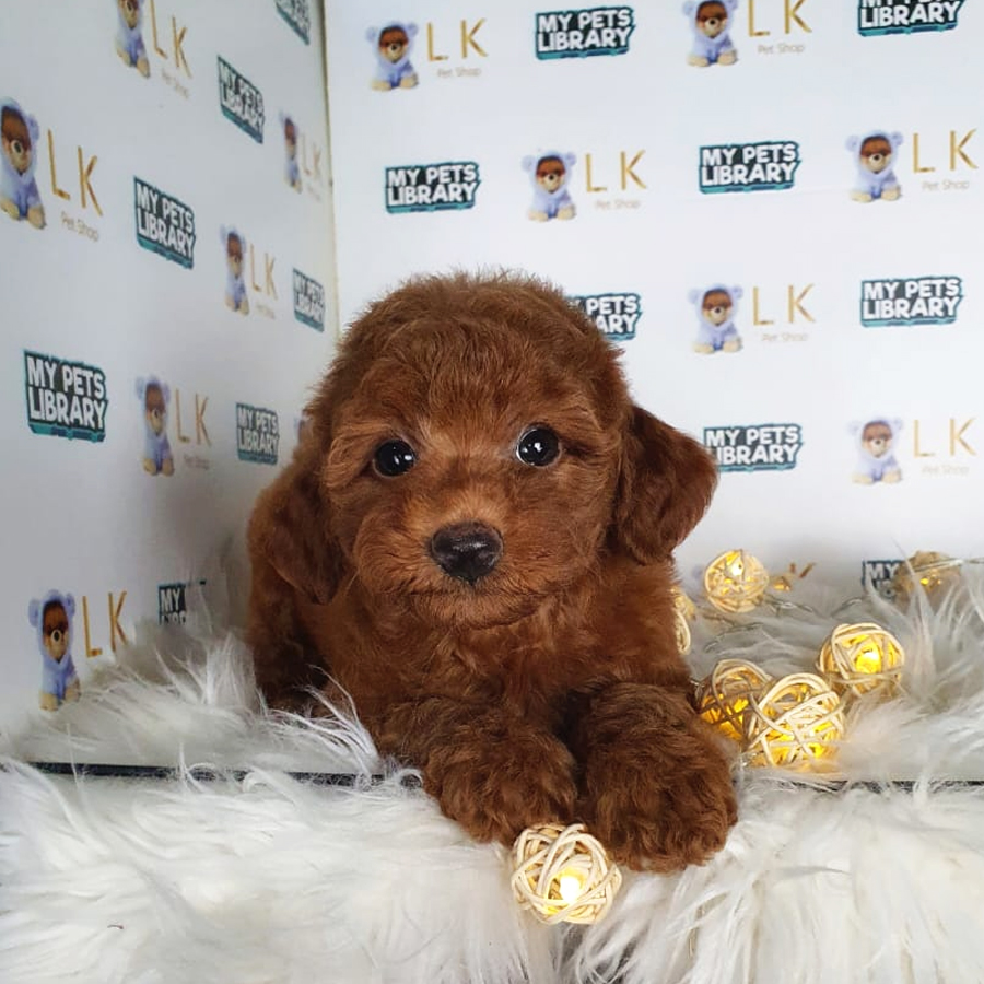 Toy Poodle Puppy (Female) For Sale
