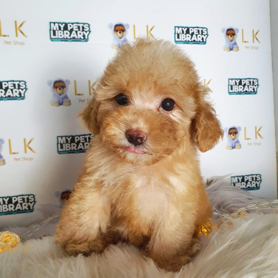 Toy Poodle Puppy (Female) For Sale