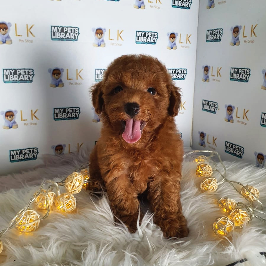 Toy Poodle Puppy (Male) For Sale