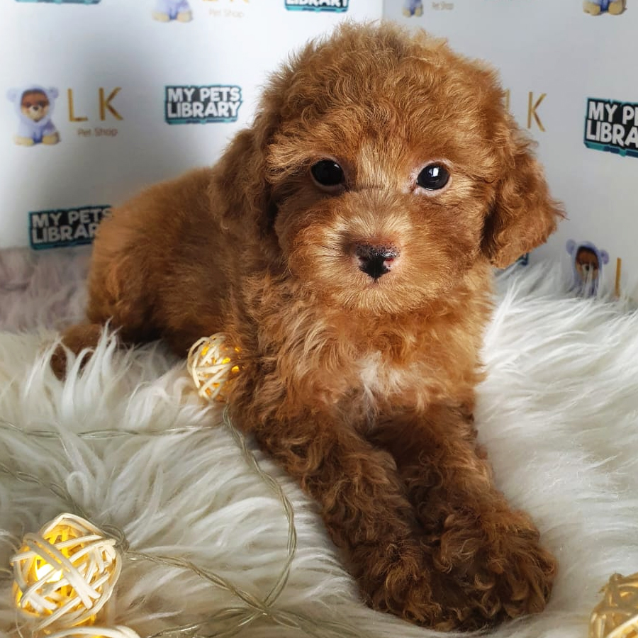 Toy Poodle Puppy (Male) For Sale