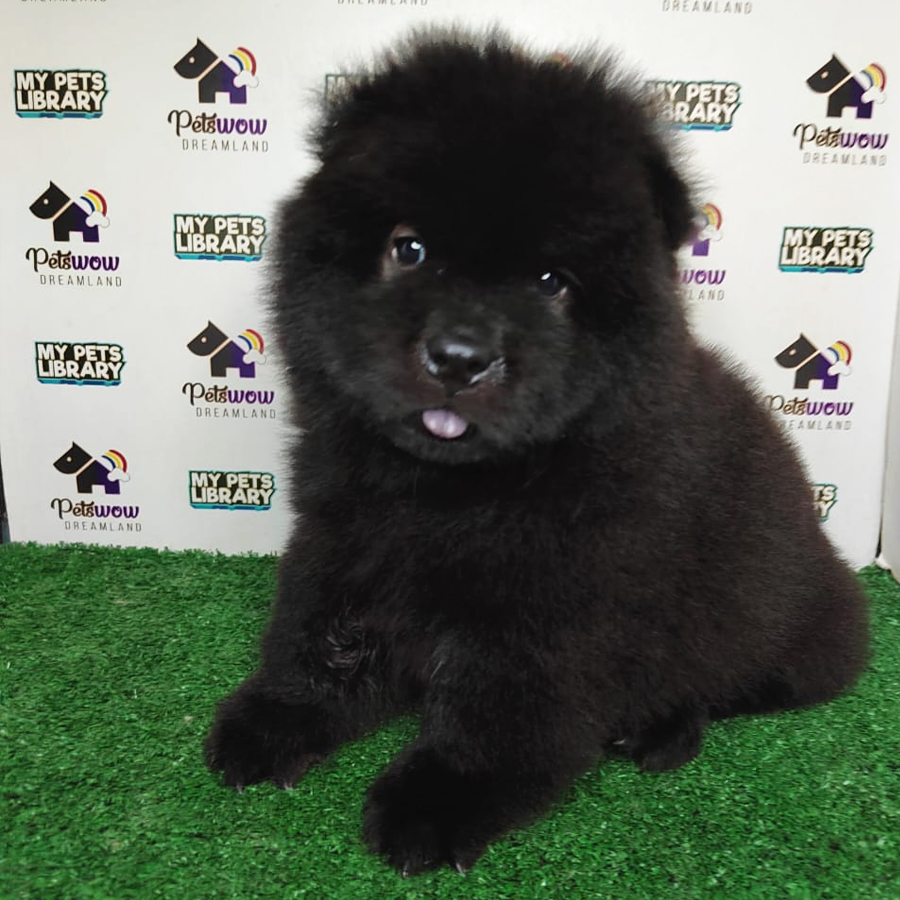 MKA Chow Chow Puppy (Male) For Sale