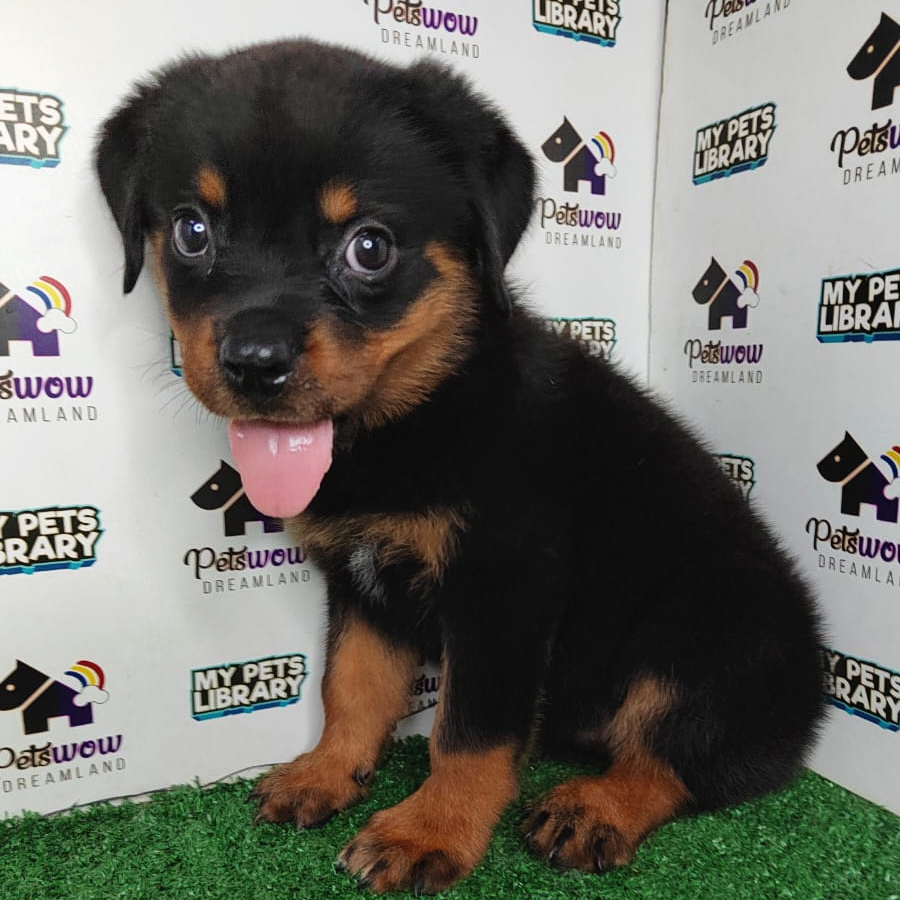 MKA Rottweiler Puppy (Female) For Sale