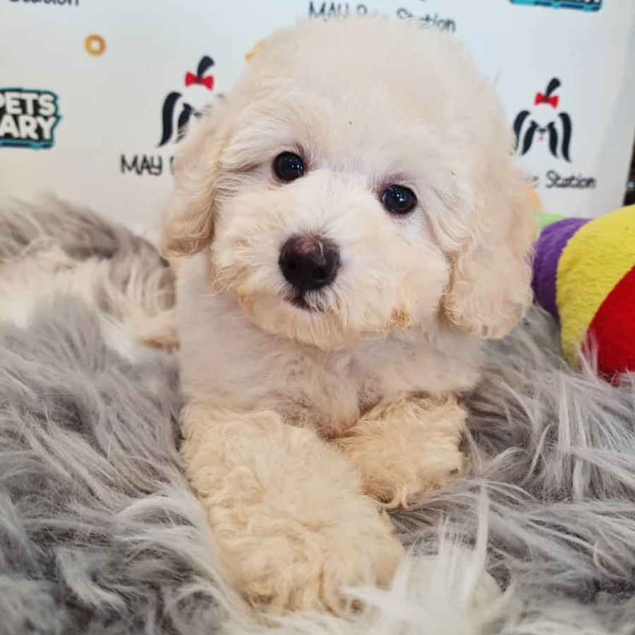 Toy Poodle Puppy (Male) For Sale