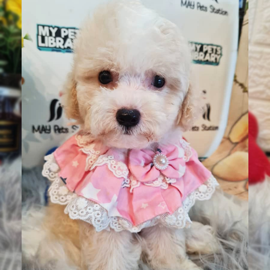 Toy Poodle Puppy (Female) For Sale