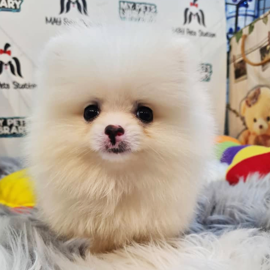 Pomeranian Puppy (Male) For Sale