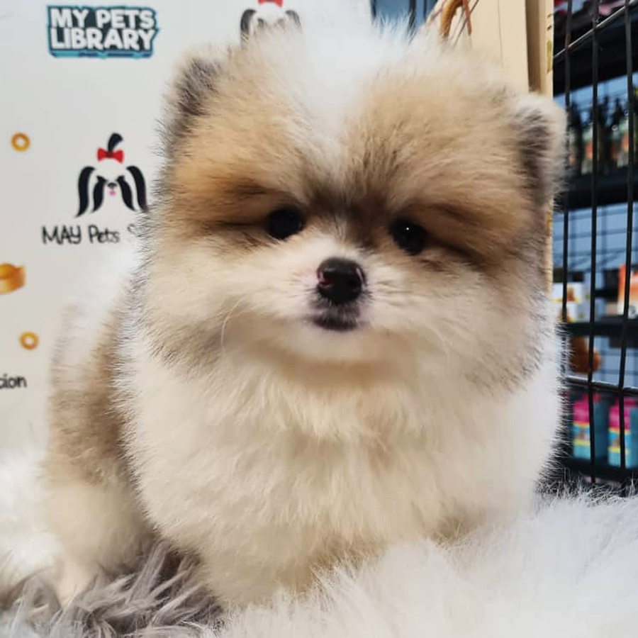 Pomeranian Puppy (Male) For Sale