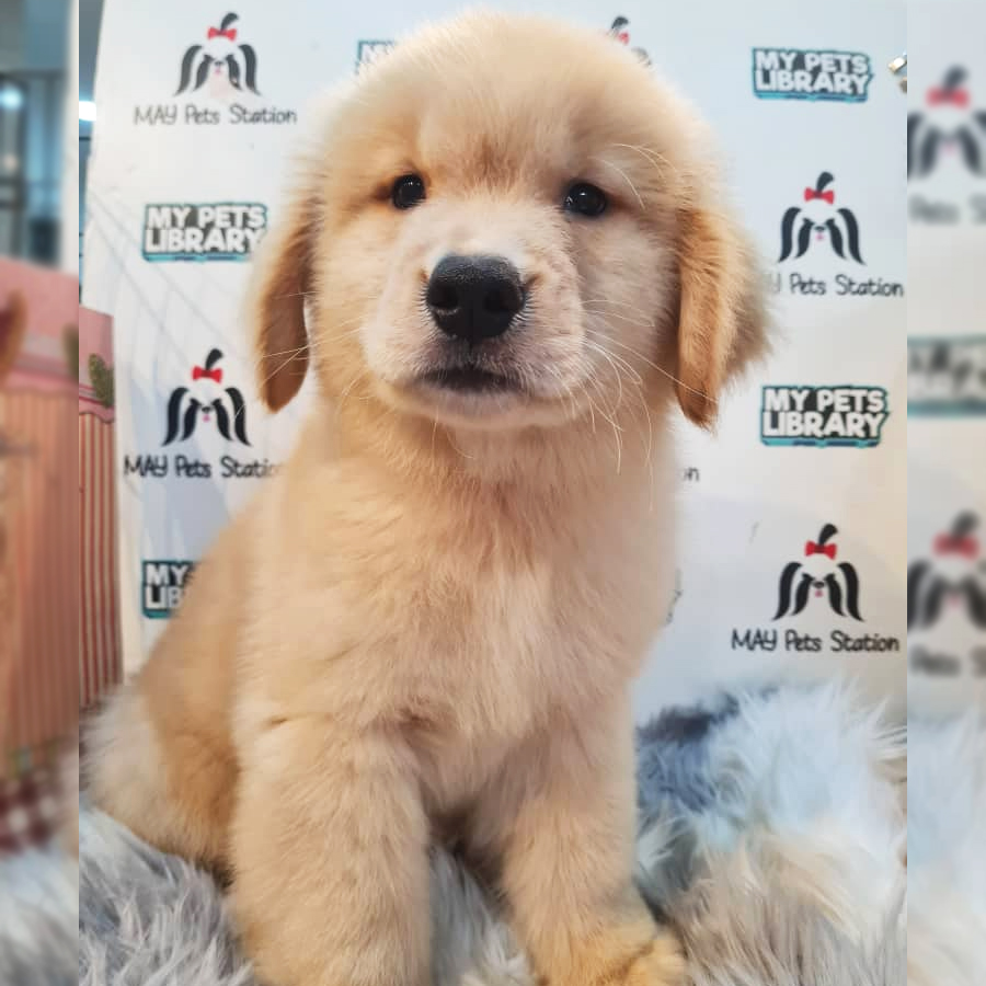 Golden Retriever Puppy (Male) For Sale