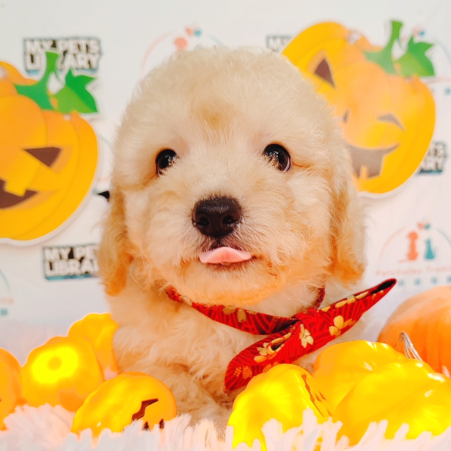 Toy Poodle Puppy (Male) For Sale