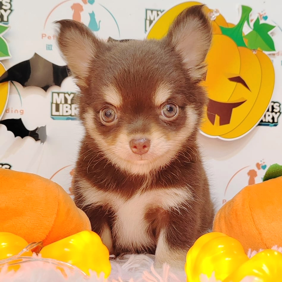 Chihuahua Puppy (Male) For Sale
