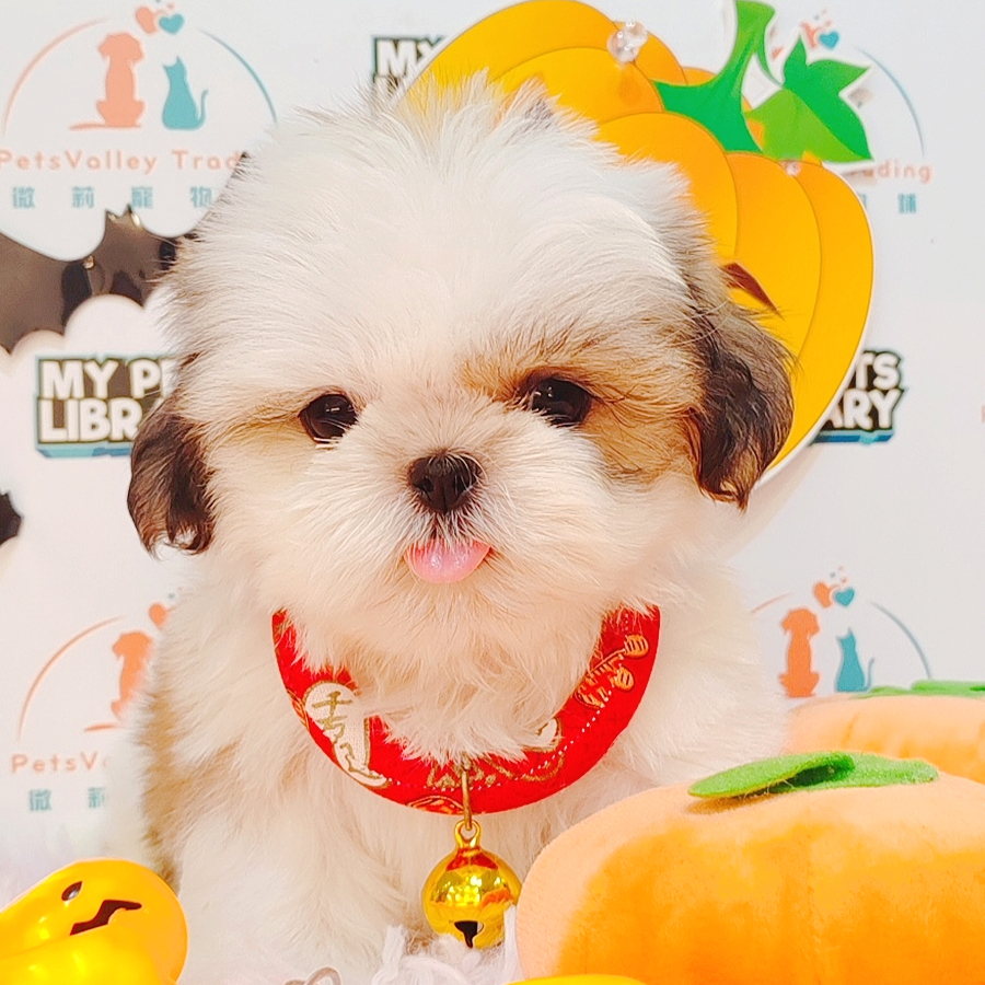 Shih Tzu Puppy (Male) For Sale