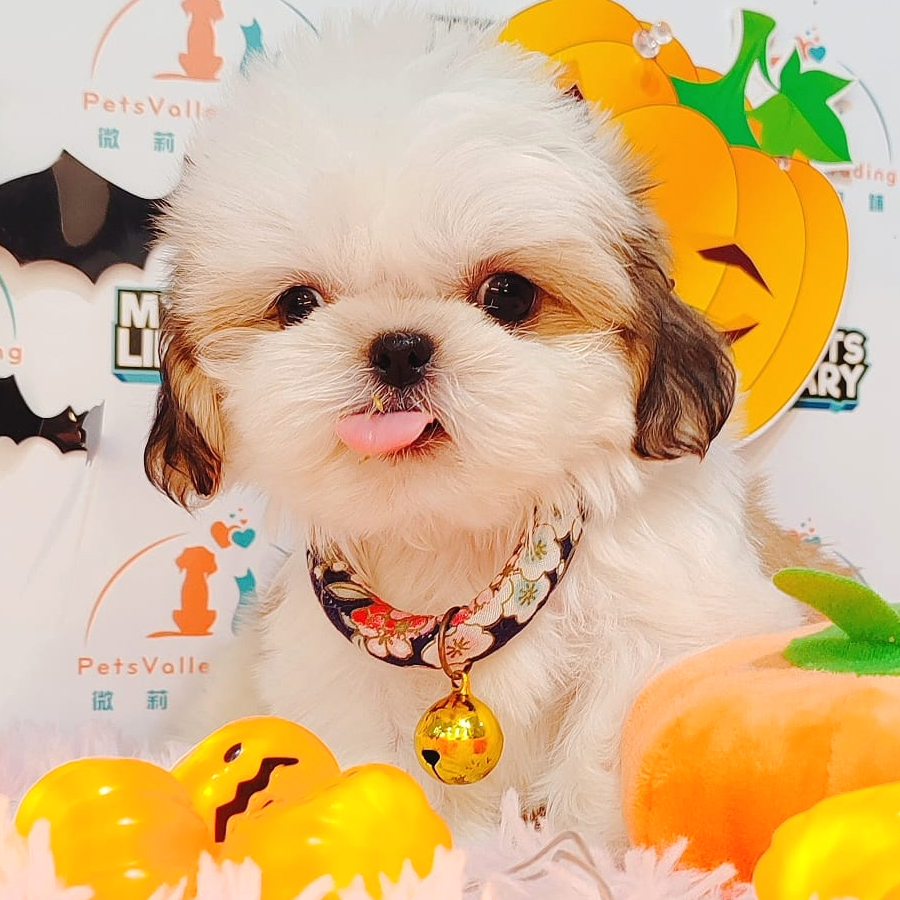 Shih Tzu Puppy (Male) For Sale