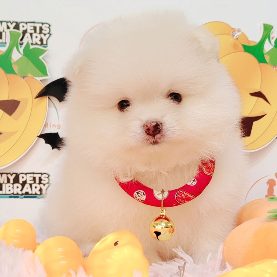 Pomeranian Puppy (Male) For Sale