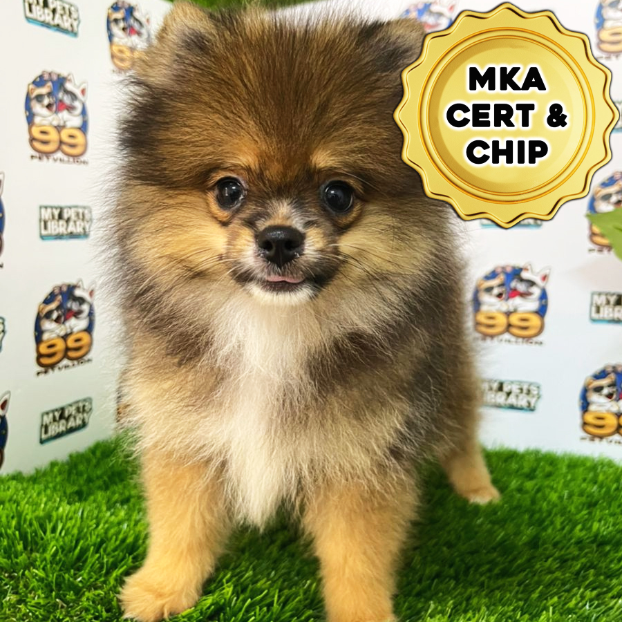MKA Pomeranian Puppy (Male) For Sale