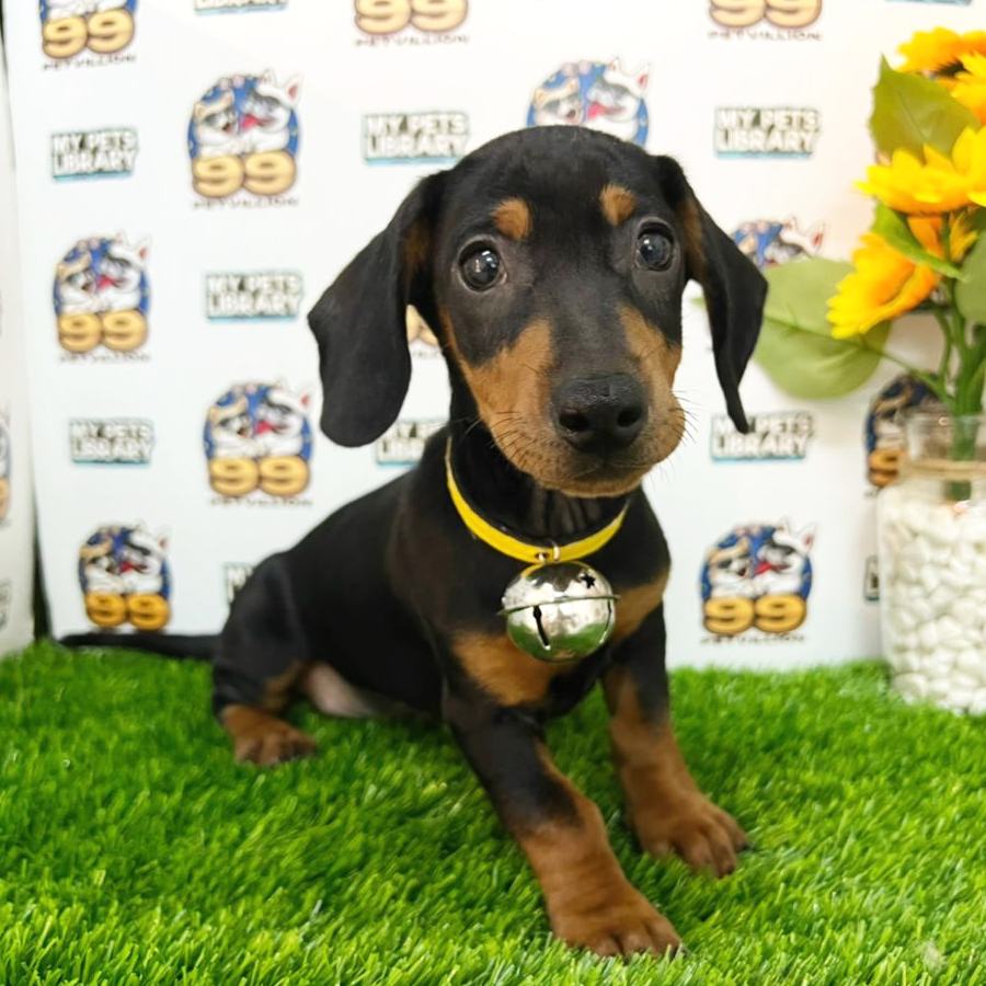 Miniature Dachshund Puppy (Male) For Sale