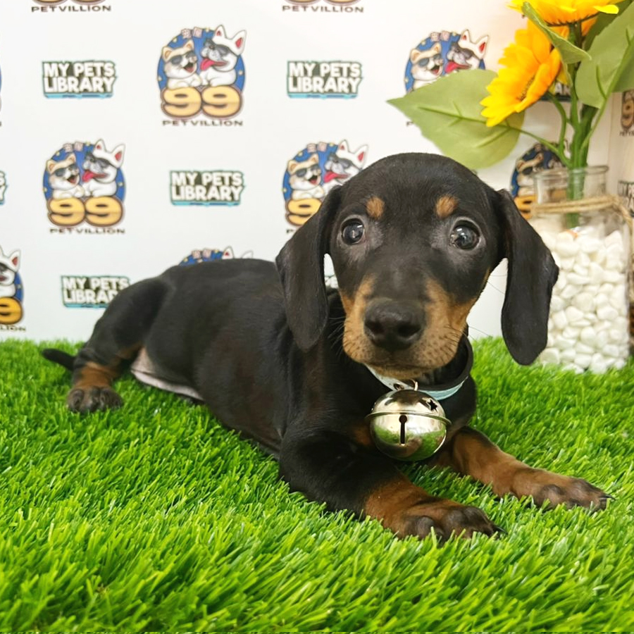 Miniature Dachshund Puppy (Male) For Sale