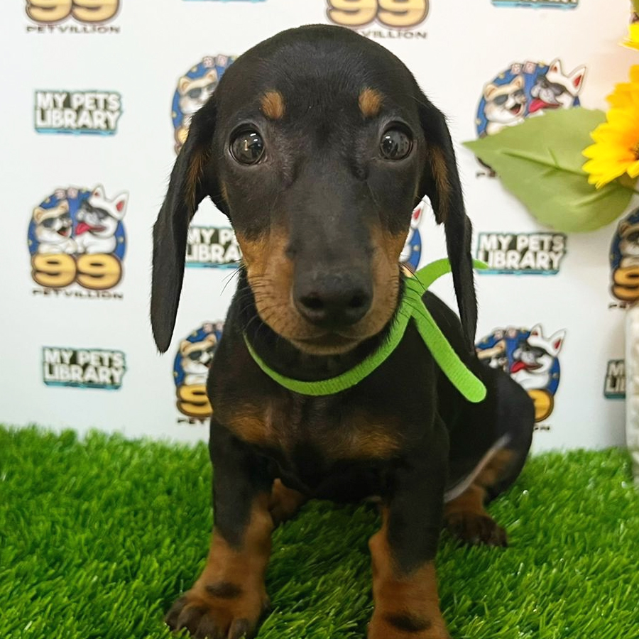 Miniature Dachshund Puppy (Male) For Sale