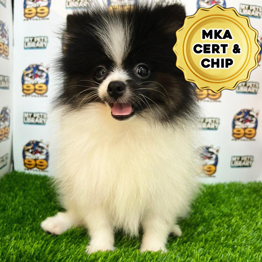 MKA Pomeranian Puppy (Male) For Sale